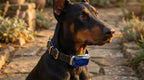 Smart GPS Pet Locator Collar