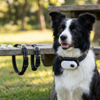 PetCam Tracker